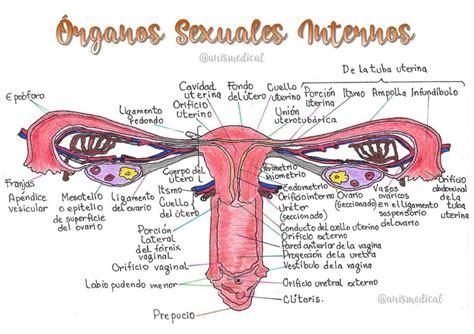 Vista frontal. Así es como funciona normalmente la anatomía femenina: A. Los ovarios almacenan óvulos (células reproductoras femeninas). Aproximadamente una vez al mes, las hormonas de la mujer hacen que se libere un óvulo de un ovario. A esto se lo llama ovulación. B. Las trompas de Falopio conducen los óvulos hacia el útero.